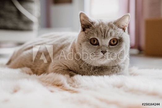 Bild på British Shorthair cat on floor